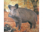 Wildschwein "L" - JVD Tierbildauflage